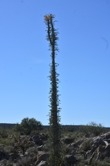 Fouquieria columnaris