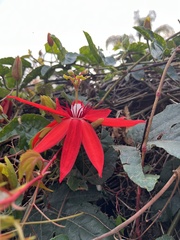 Coccinea