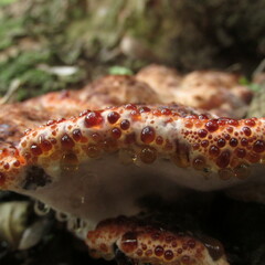 Inonotus munzii