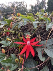Coccinea