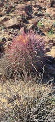 Ferocactus gracilis