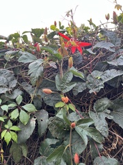 Coccinea