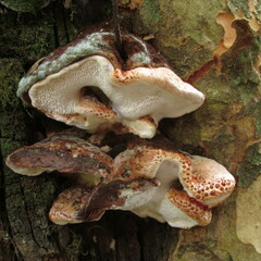 Inonotus munzii