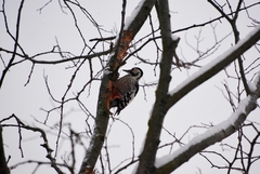 Dendrocopos leucotos