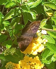 Anastrus sempiternus