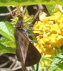 Anastrus sempiternus
