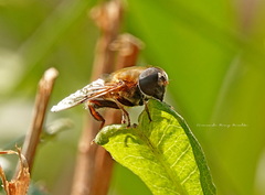 Eristalina