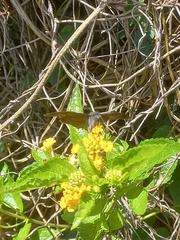 Anastrus sempiternus