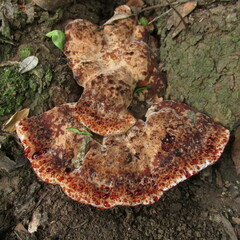 Inonotus munzii