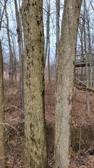 Magnolia acuminata