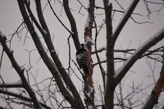 Dendrocopos leucotos