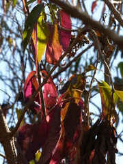 Strobilanthes callosa