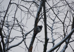 Dendrocopos leucotos