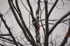 Dendrocopos leucotos