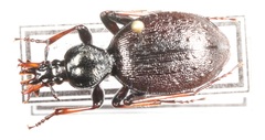 Cychrus attenuatus