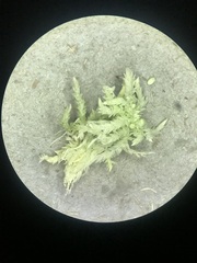 Sphagnum palustre