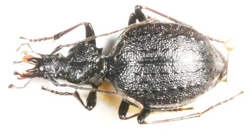 Cychrus Rufus Cychrus dufouri · iNaturalist