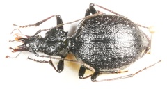 Cychrus