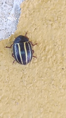 Doryphorina