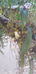 Maxillaria egertoniana