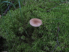 Phaeonematoloma myosotis