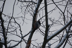 Dendrocopos leucotos