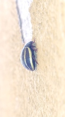 Doryphorina