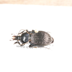 Sphaeroderus stenostomus lecontei