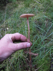 Phaeonematoloma myosotis