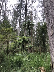 Cyathea australis
