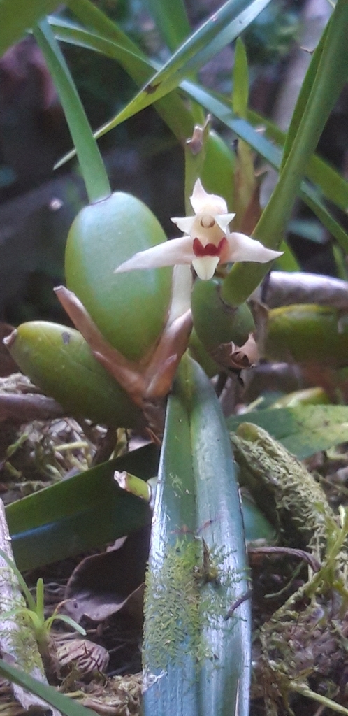 Maxillaria oreocharis