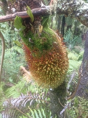 Leptostomum macrocarpum