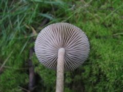 Phaeonematoloma myosotis