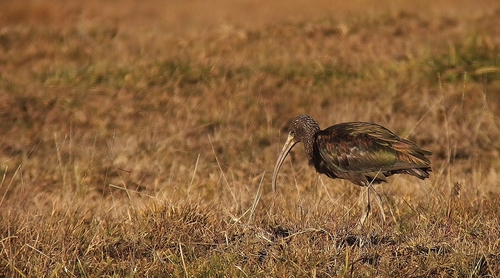 Morito común (Plegadis falcinellus)