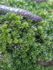 Leptostomum macrocarpum