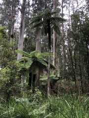 Cyathea australis
