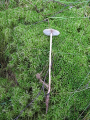 Phaeonematoloma myosotis