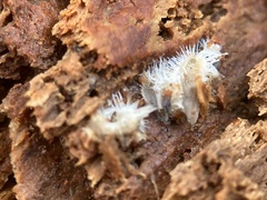 Polycephalomyces tomentosus