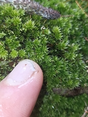 Leptostomum macrocarpum