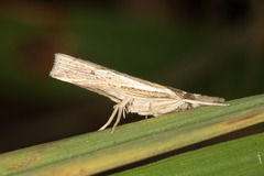 Fissicrambus quadrinotellus