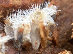 Polycephalomyces tomentosus