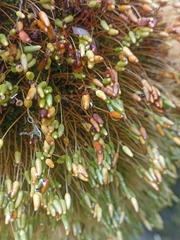 Leptostomum macrocarpum