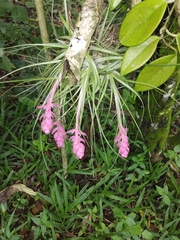 Tillandsia stricta