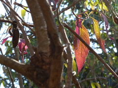 Strobilanthes callosa