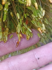 Leptostomum macrocarpum