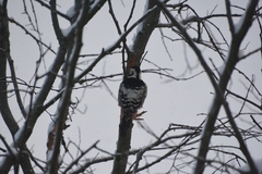 Dendrocopos leucotos