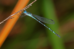 Austrolestes minjerriba