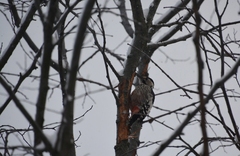 Dendrocopos leucotos