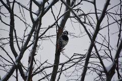 Dendrocopos leucotos