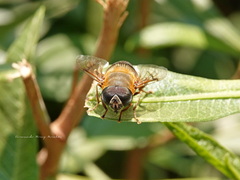 Eristalina